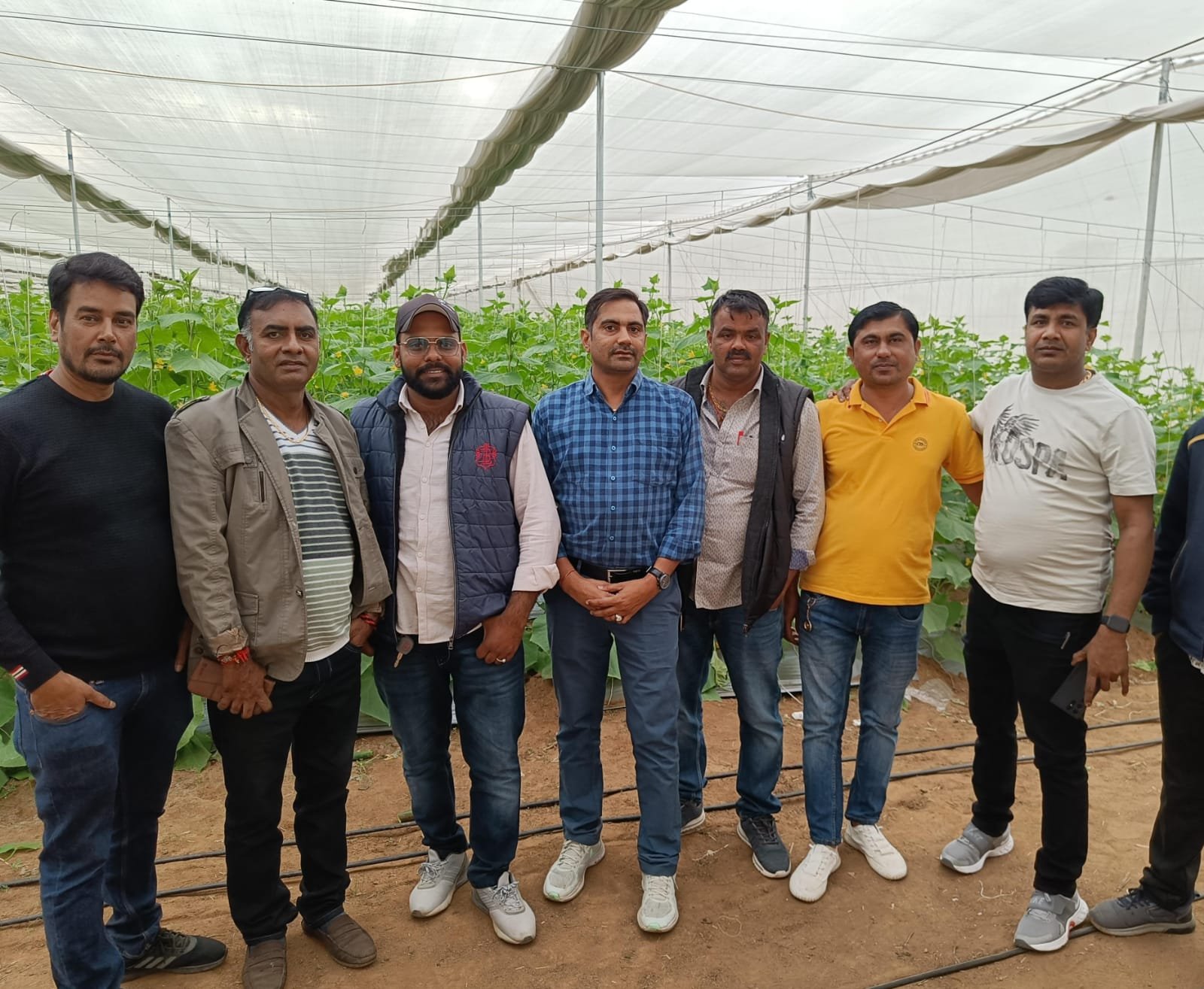 Team inspecting capsicum crop in greenhouse