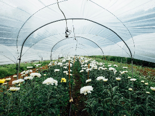 Greenhouse Films