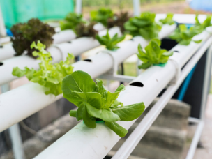 Hydroponic Structures