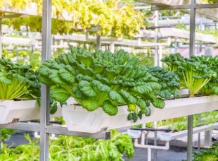 Hydroponics