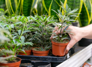 Nursery Plants