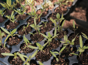 Seedling Production