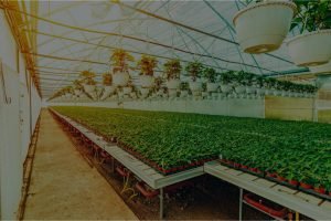 Farmer Testimonial On-Site